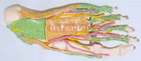 BIG ADULT HUMAN FOOT BONE WITH MUSCLES ARTERY & NERVE FOR SUPERFICIAL OF SOLE